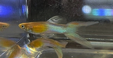 Blue Gold Double Swords Guppies pair