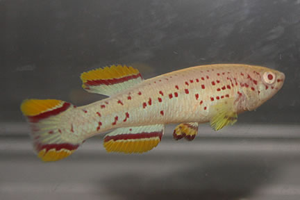 Fundulopanchax gardneri Misaja Albino pair