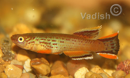 Aphyosemion australe Chocolate pair