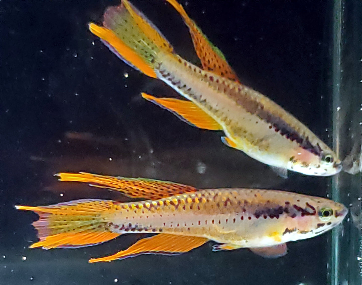 Chromeaphyosemion Bitaeniatum Lagos Red