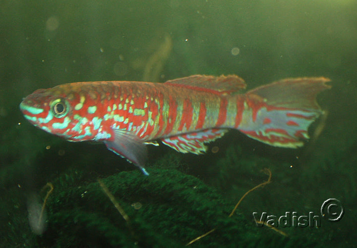 Fundulopanchax sjoestedti Loe pair