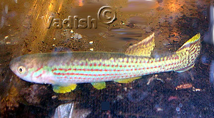 Fundulopanchax oeseri Bioko pair