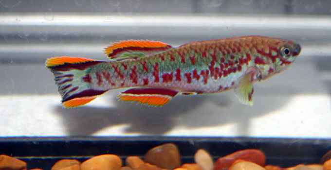 Fundulopanchax gardneri Misaja pair