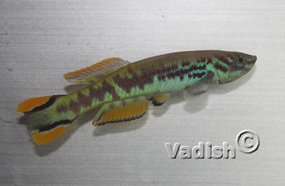 Fundulopanchax spoorenbergi pair