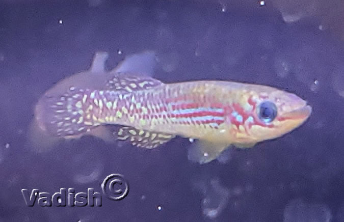 Fundulopanchax gresensi Takwai pair