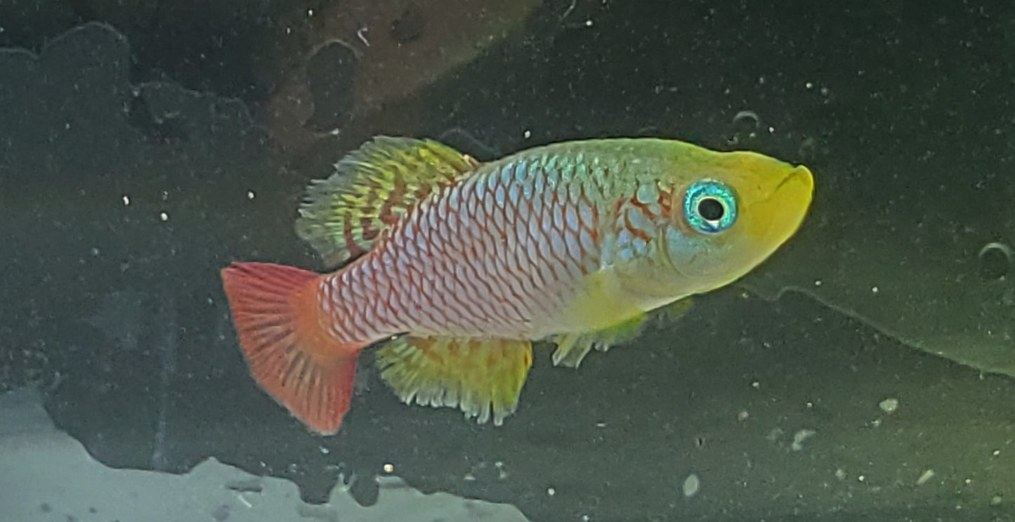 Nothobranchius foerschi Soga TAN 97-47