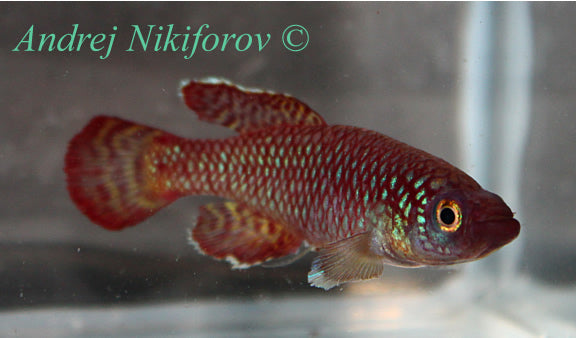 Nothobranchius korthausae TZN 08-4 pair