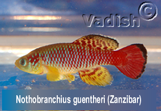 Nothobranchius guentheri Zanzibar pair