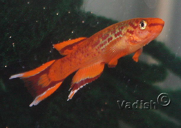 Aphyosemion australe Orange pair
