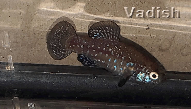 Aphanius mento Zengen pair