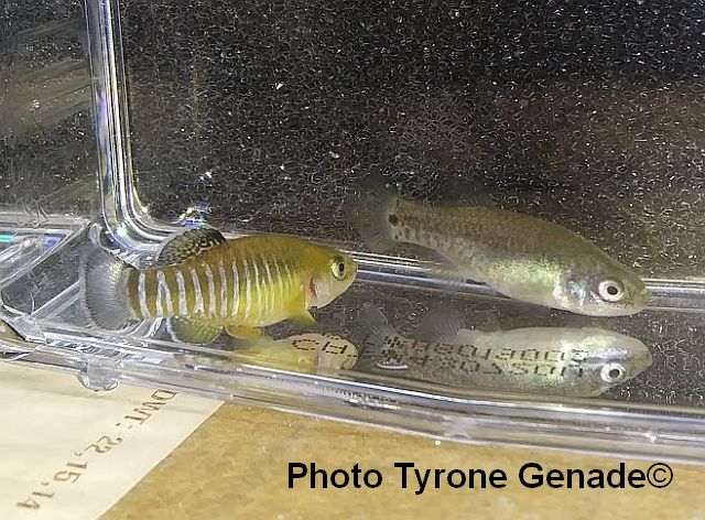 Aphanius farsicus 'Lake Maharlu' pair