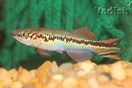 Fundulopanchax deltaensis Patani, CIIR 2021, WF pair