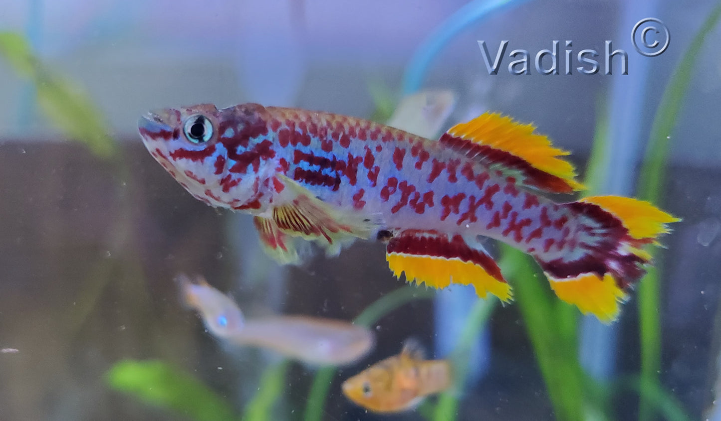 Fundulopanchax gardneri Makurdi Long Fin pair