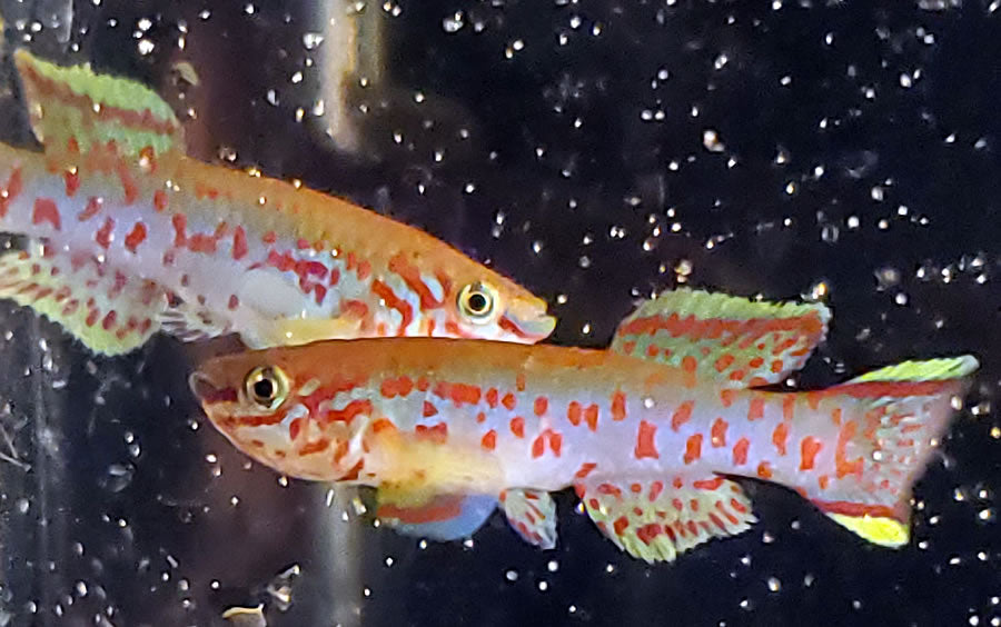 Fundulopanchax gardneri Nsukka pair