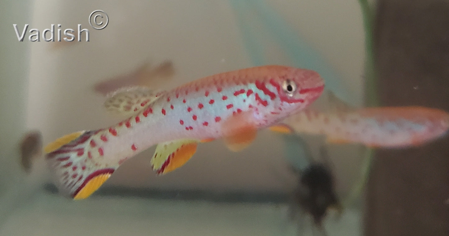 Fundulopanchax scheeli pair