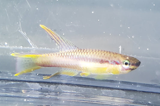 Chromaphyosemion koungueense pair