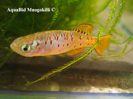 Fundulosoma thierryi Ada GH 06/5