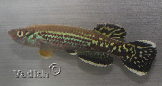 Fundulopanchax marmoratus Mbonge pair