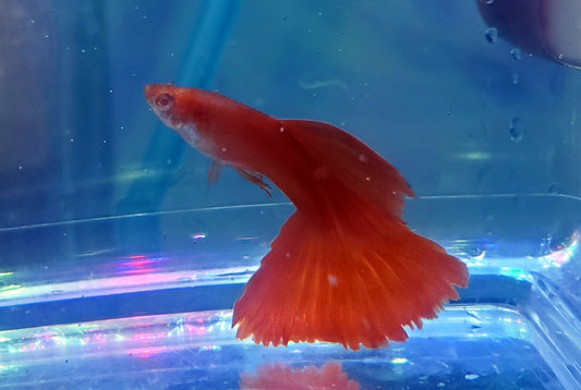 Red Albino Guppies pair